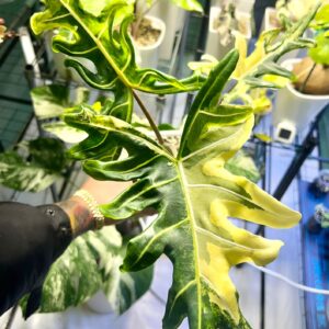 Alocasia Portei Aurea