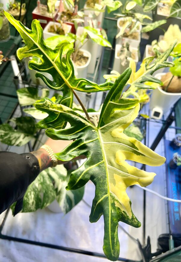 Alocasia Portei Aurea -