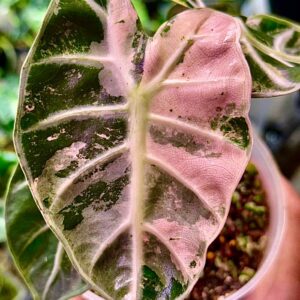 Alocasia Ballon Heart Pink