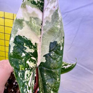 Alocasia Scalprum Albo