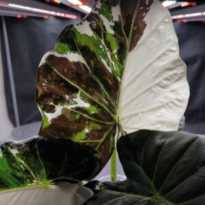 Alocasia Regal Shield Albo/Pink Mint