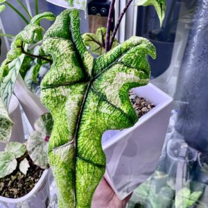 Alocasia Jacklyn Albo