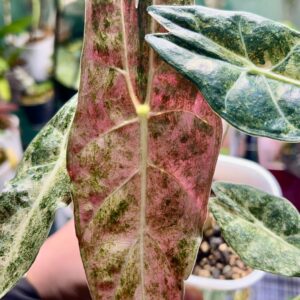 Alocasia Longiloba Satun Stardust Pink