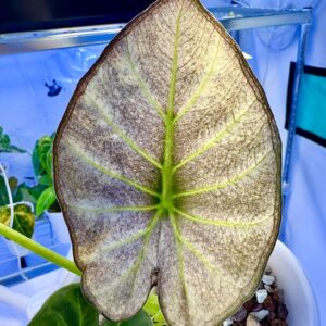 Alocasia Regal Shield Albo/Pink-Mint