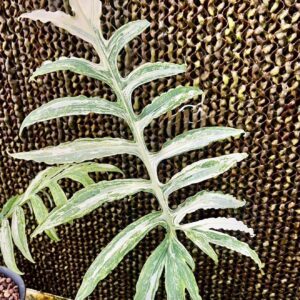 Alocasia Brancifolia Albo Pink Passion