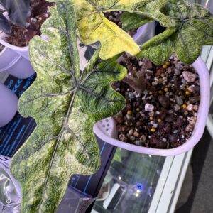 Alocasia Tandurusa Jacklyn Mystic