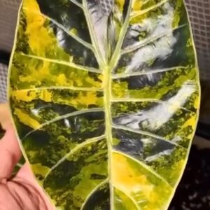 Alocasia Suhirmaniana Aurea