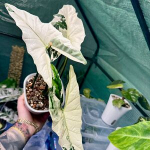 Alocasia Simpo Albo