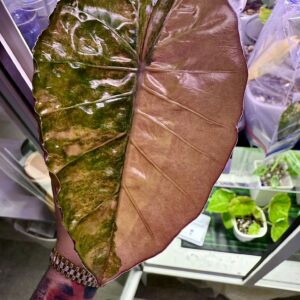 Alocasia Inferialis Hybrid