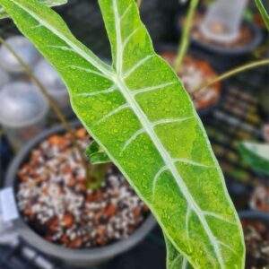 Alocasia Longiloba Lime Silver Bone